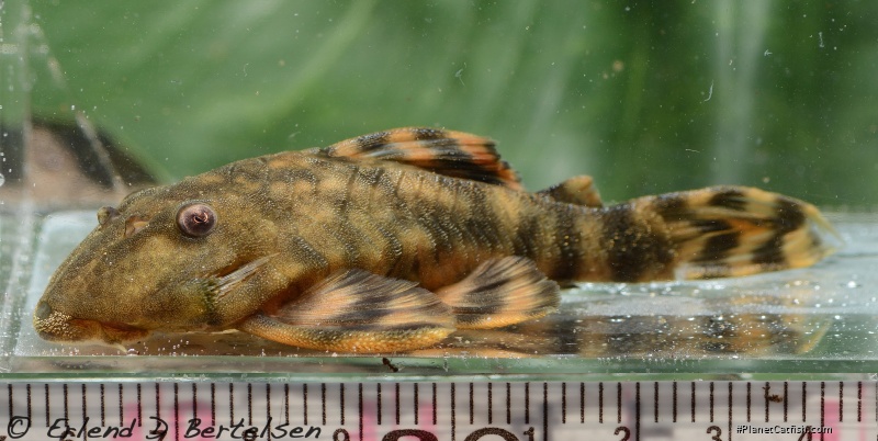 Panaqolus sp. (L515)