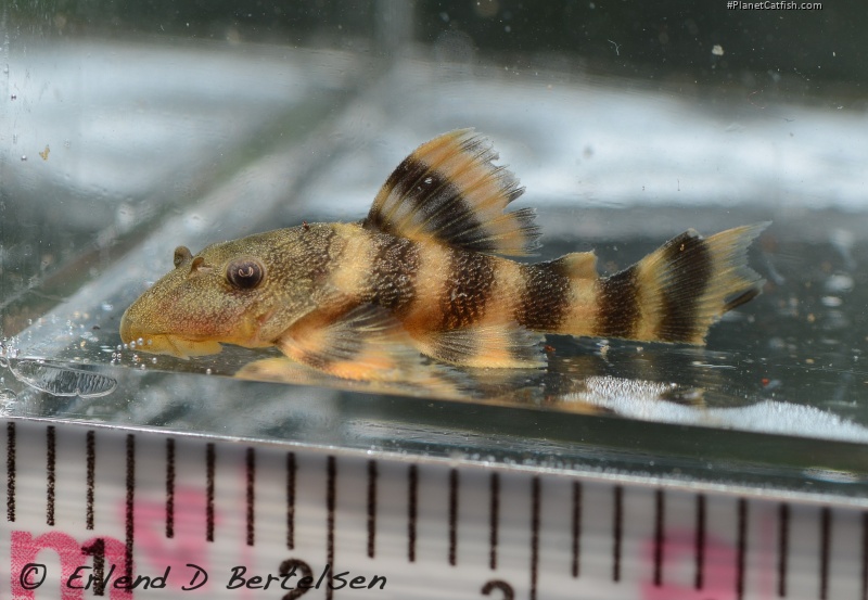 Panaqolus sp. (L515)