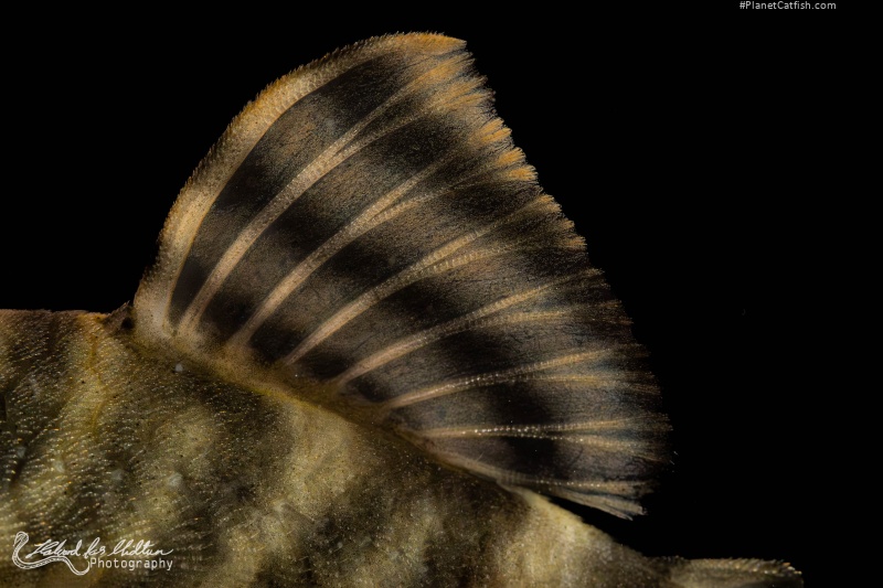 Panaqolus tankei