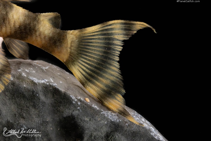 Panaqolus tankei