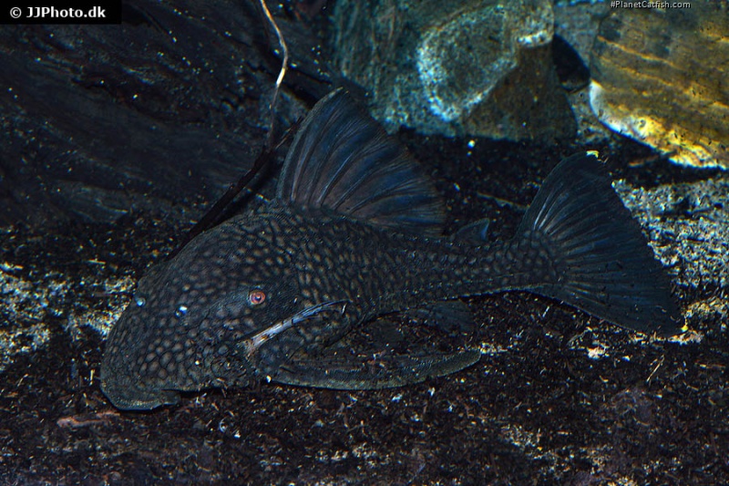 Panaque nigrolineatus laurafabianae