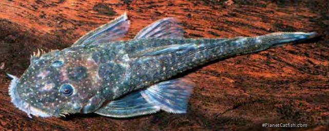 Paralithoxus sp. (L433)