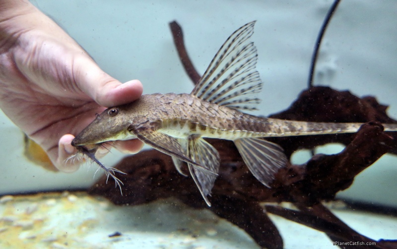Paraloricaria commersonoides
