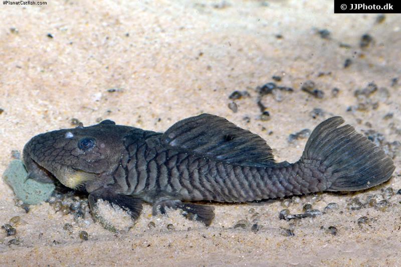 Parancistrus aurantiacus