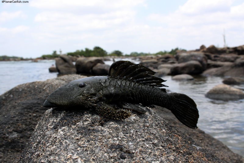 Parancistrus aurantiacus