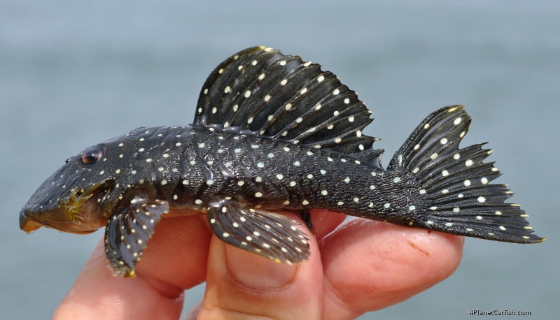 Parancistrus nudiventris