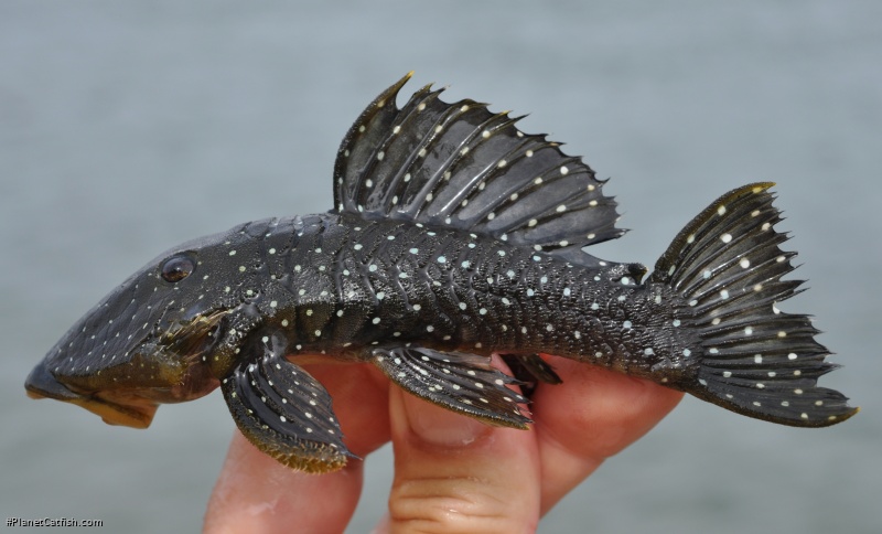 Parancistrus nudiventris