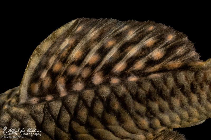 Parancistrus sp. (LDA046)