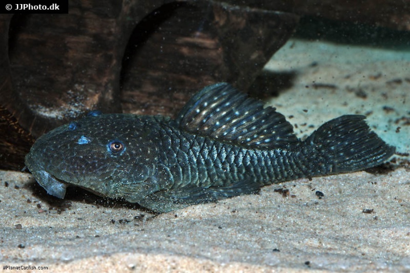 Parancistrus sp. (LDA046)