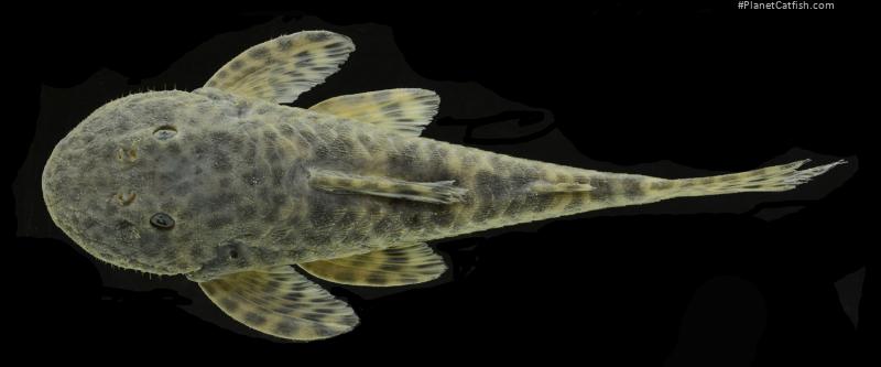 Pareiorhaphis hystrix