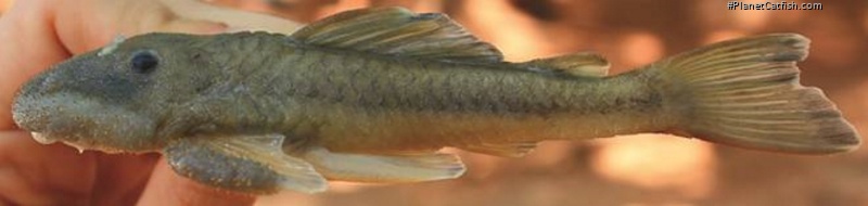 Pareiorhaphis lineata