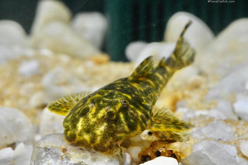 Pareiorhaphis lophia