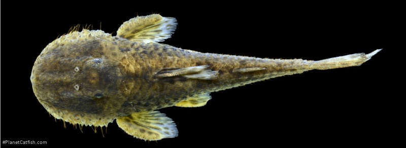 Pareiorhaphis vetula