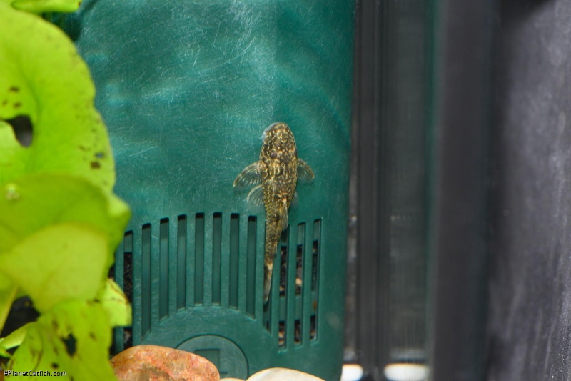 Parotocinclus bahiensis