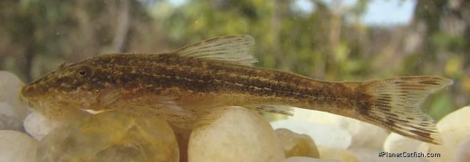 Parotocinclus cabessadecuia