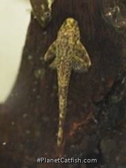 Parotocinclus doceanus