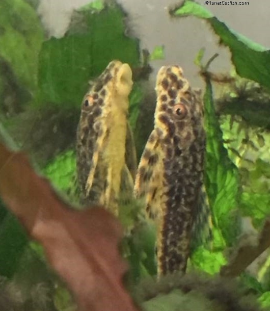 Parotocinclus doceanus