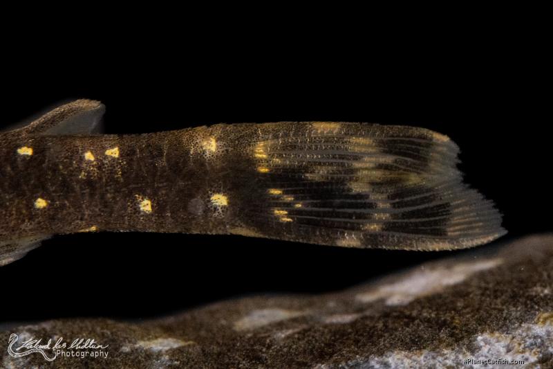 Parotocinclus haroldoi