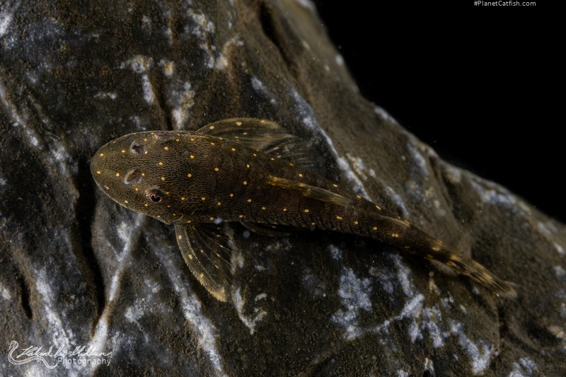 Parotocinclus haroldoi