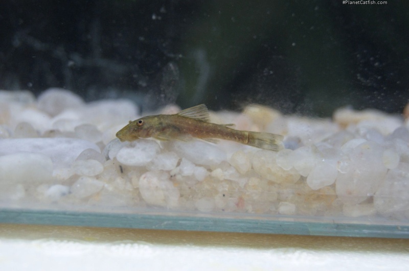 Parotocinclus jacksoni