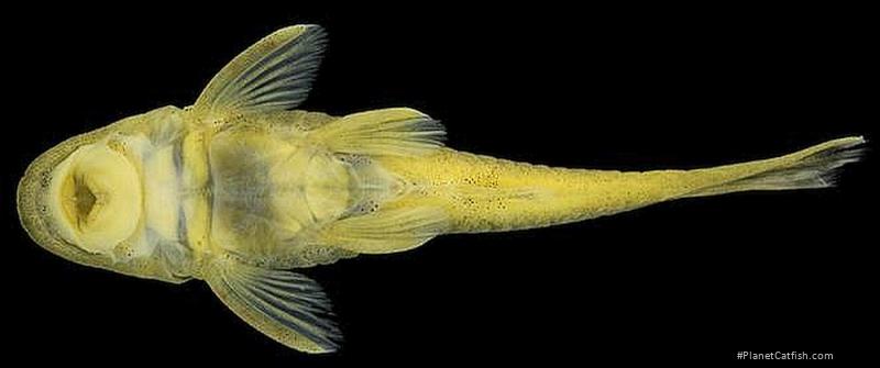 Parotocinclus jacumirim