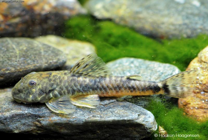 Parotocinclus jumbo