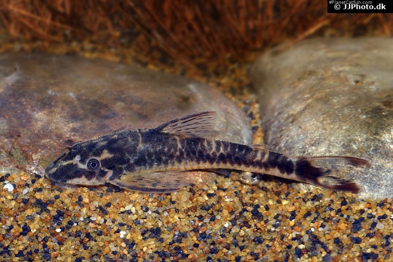 Parotocinclus maculicauda