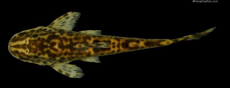 Parotocinclus nandae