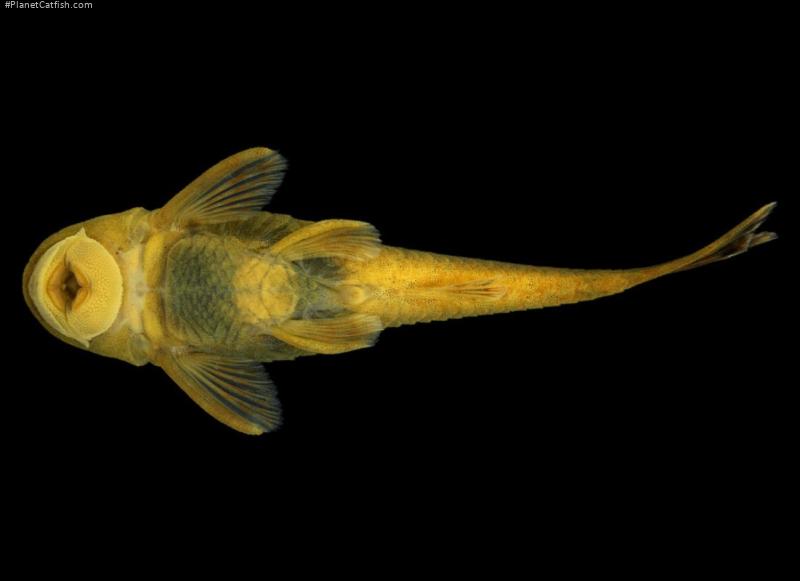 Parotocinclus pukuixe