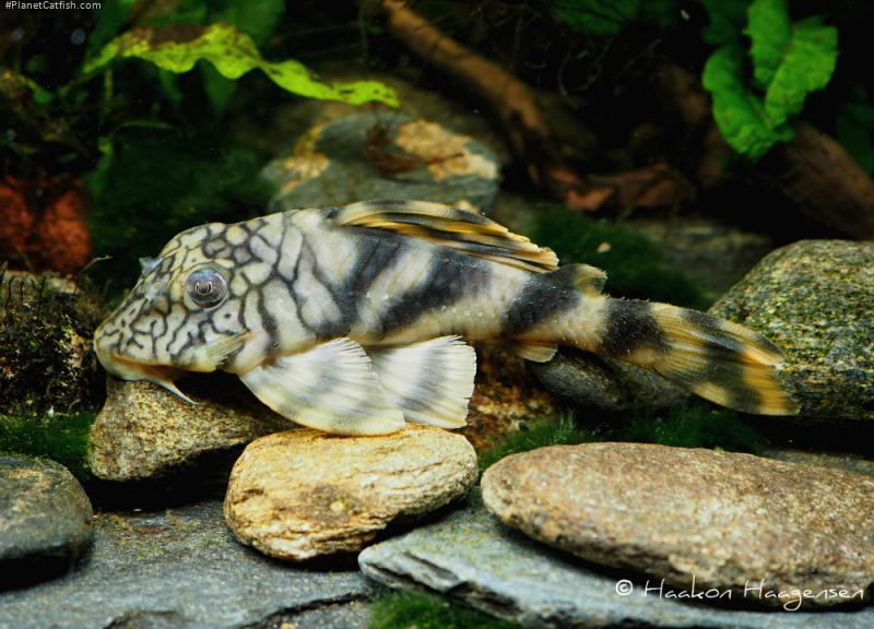Peckoltia braueri