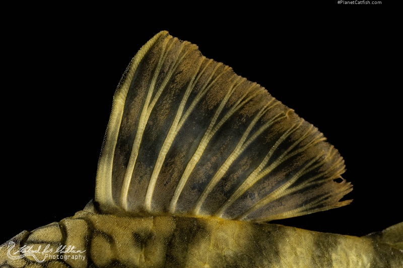 Peckoltia braueri