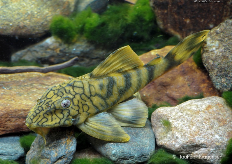 Peckoltia braueri