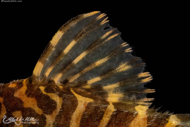 Peckoltia compta