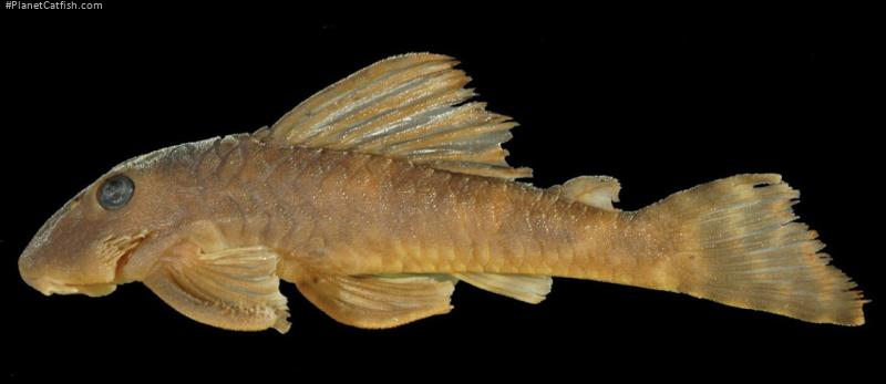 Peckoltia ephippiata