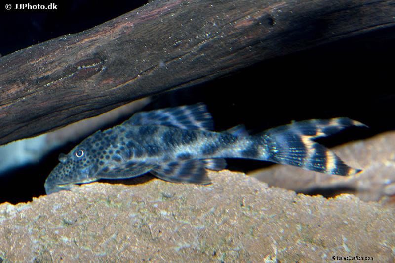 Peckoltia furcata