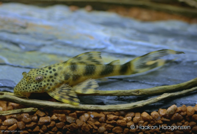 Peckoltia furcata