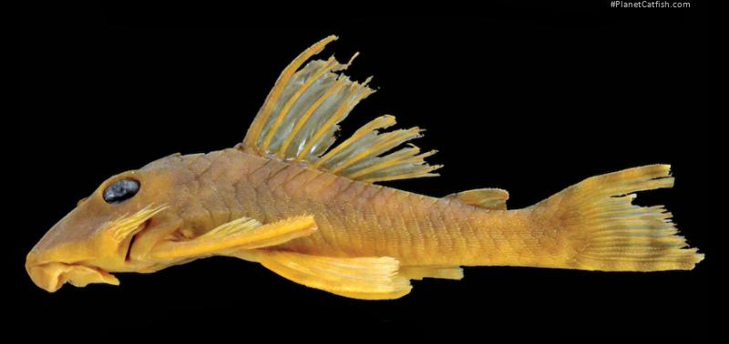 Peckoltia greedoi