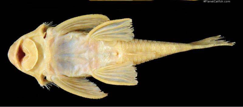 Peckoltia greedoi