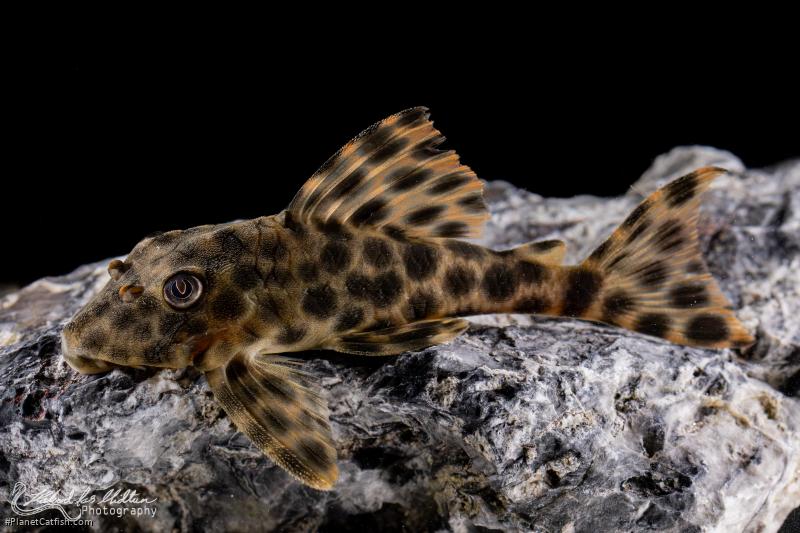 Peckoltia oligospila