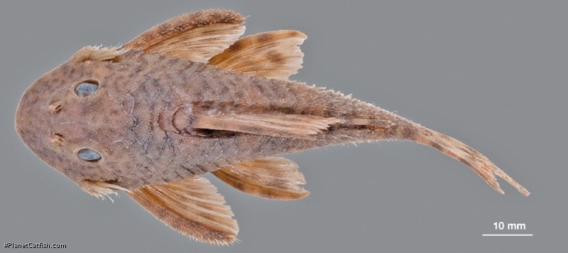 Peckoltia otali