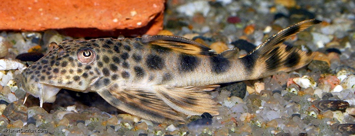 Peckoltia sabaji