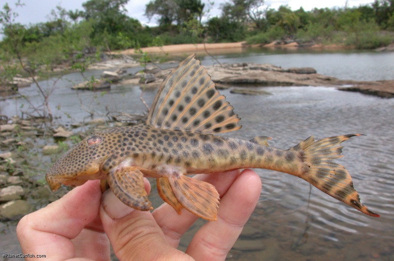 Peckoltia sabaji