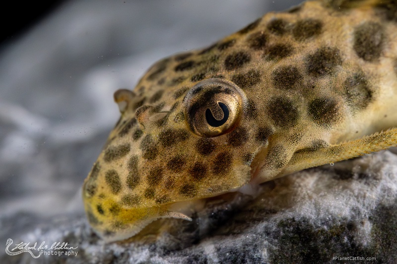 Peckoltia sabaji