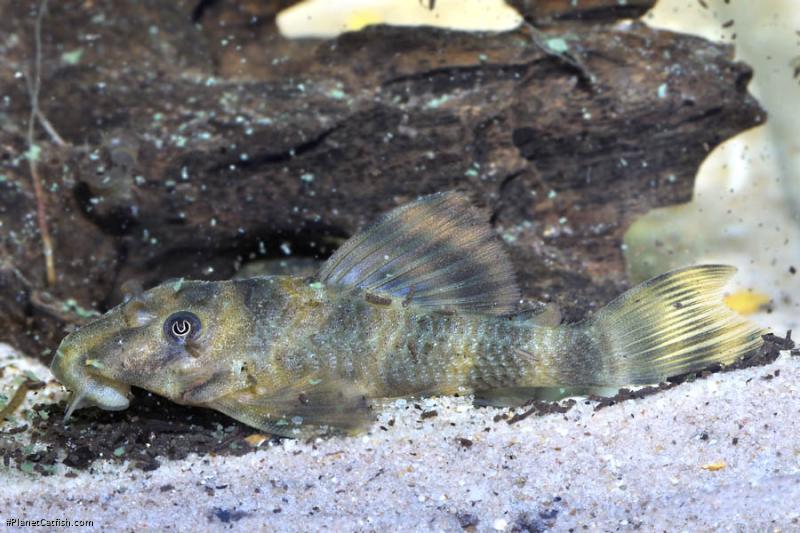 Peckoltia sp. (L038)