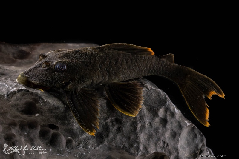 Peckoltia sp. (L076)