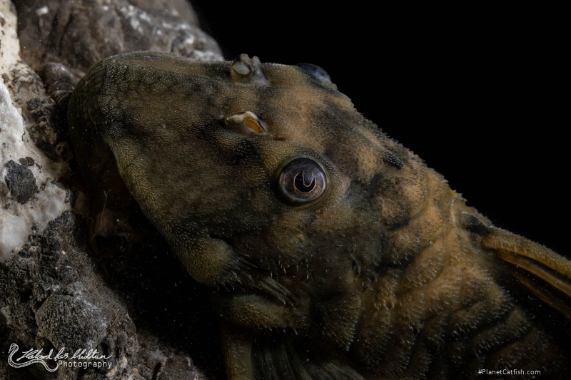 Peckoltia sp. (L076)