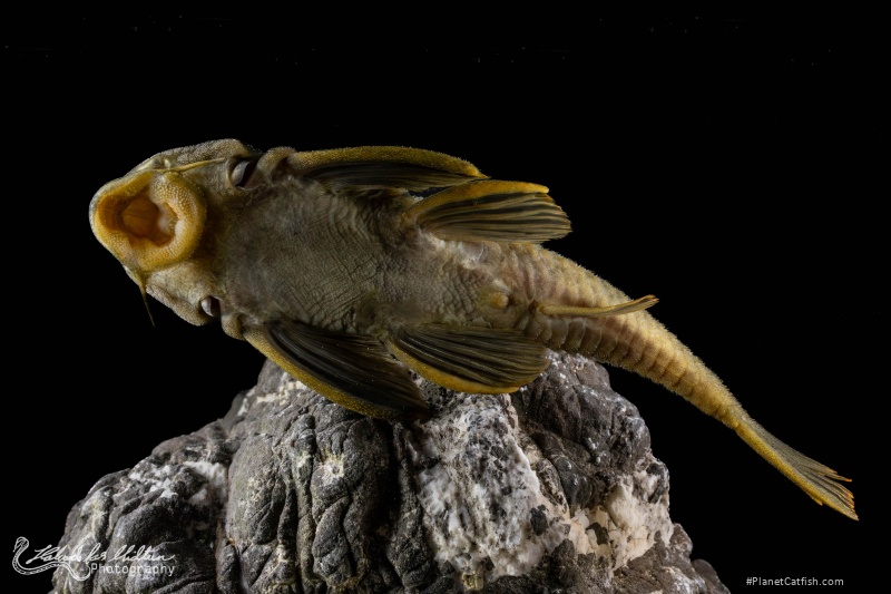 Peckoltia sp. (L076)