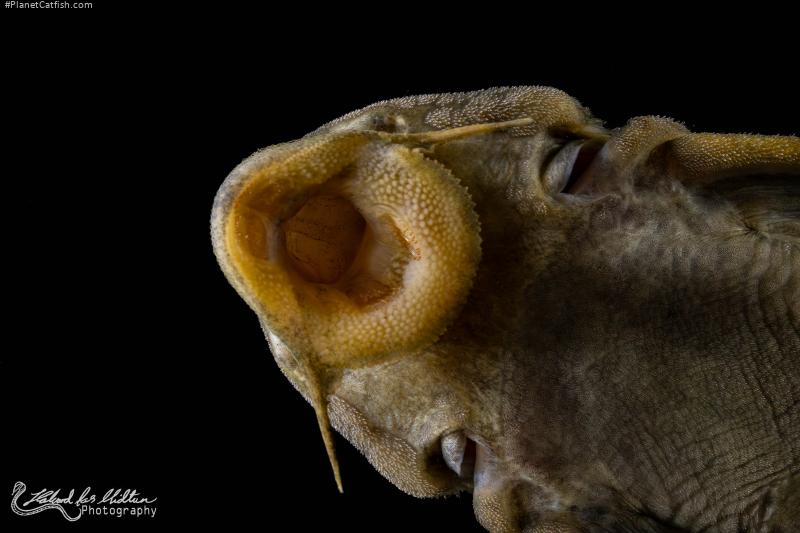 Peckoltia sp. (L076)