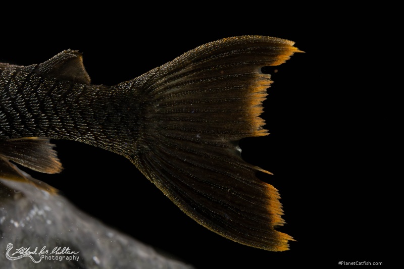 Peckoltia sp. (L076)