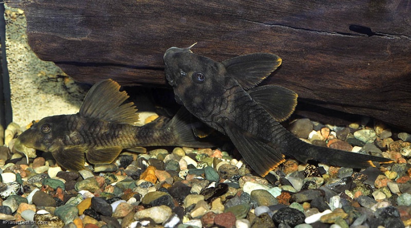Peckoltia sp. (L076)